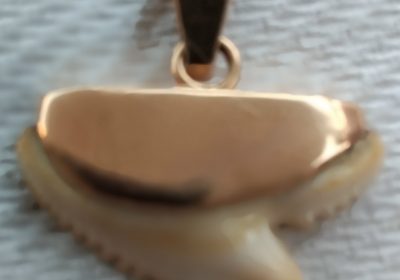 den-de-requin-or-18-carats-2