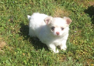 Chiots-chihuahua-9